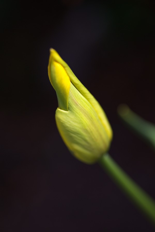Royal Yellow Tulip Bud by Joy Watson